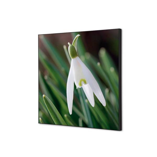 Spannstoff Wanddekoration SET 40 x 40 Weiße Blume Schneeglöckchen