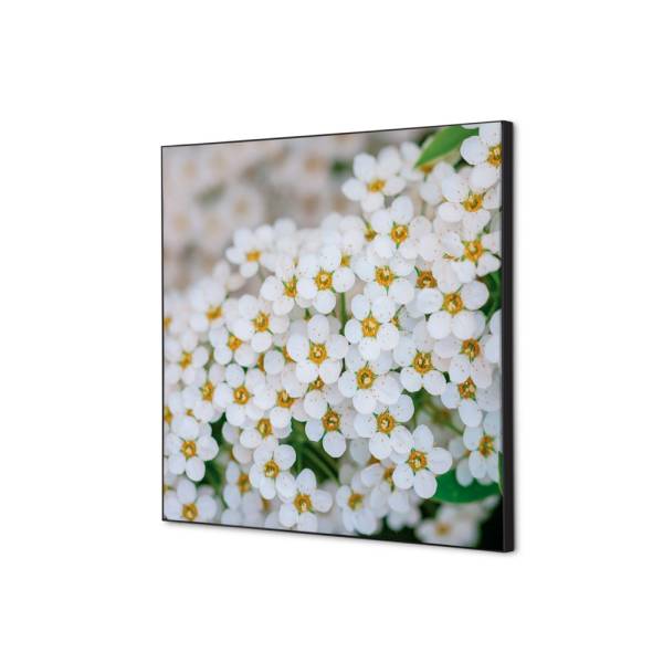 Spannstoff Wanddekoration SET 40 x 40 Weiße Blume Spirea