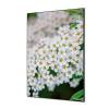 Spannstoff Wanddekoration SET 40 x 40 Weiße Blume Spirea - 2
