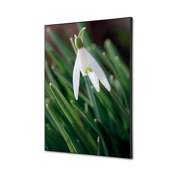 Spannstoff Wanddekoration SET A2 Weiße Blume Schneeglöckchen